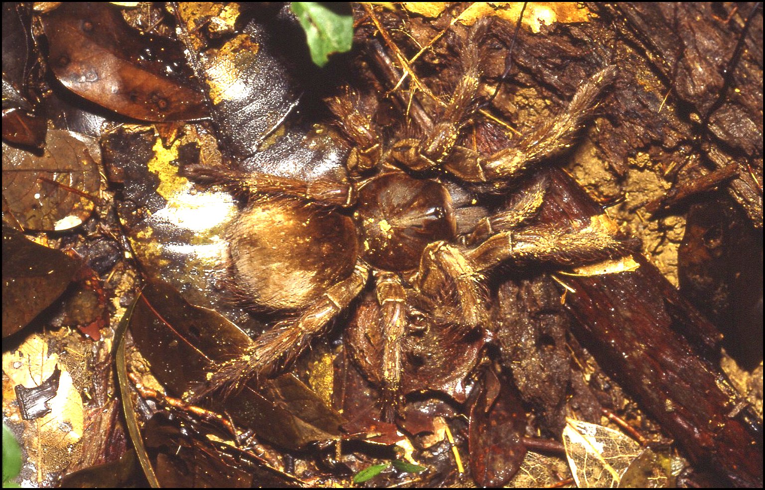 Teraphosa leblondi 1