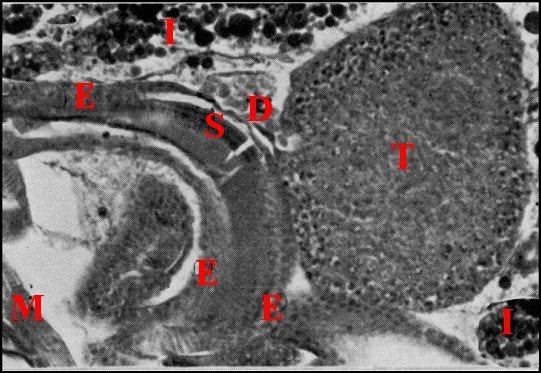 Testicule déférent 1