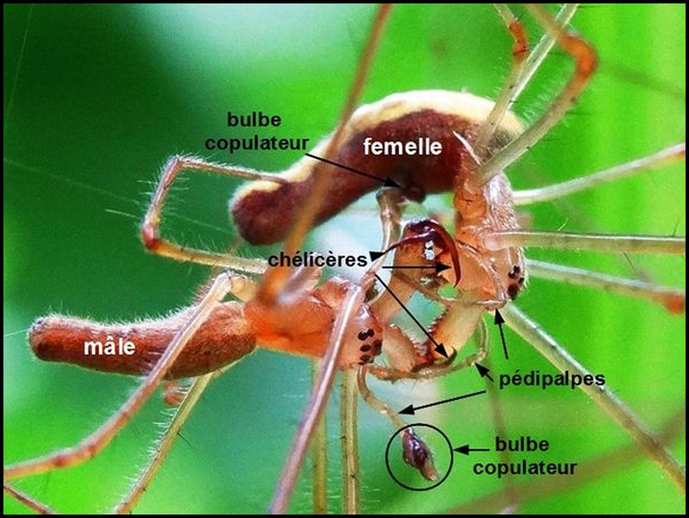 Tetragnatha accouplement 2