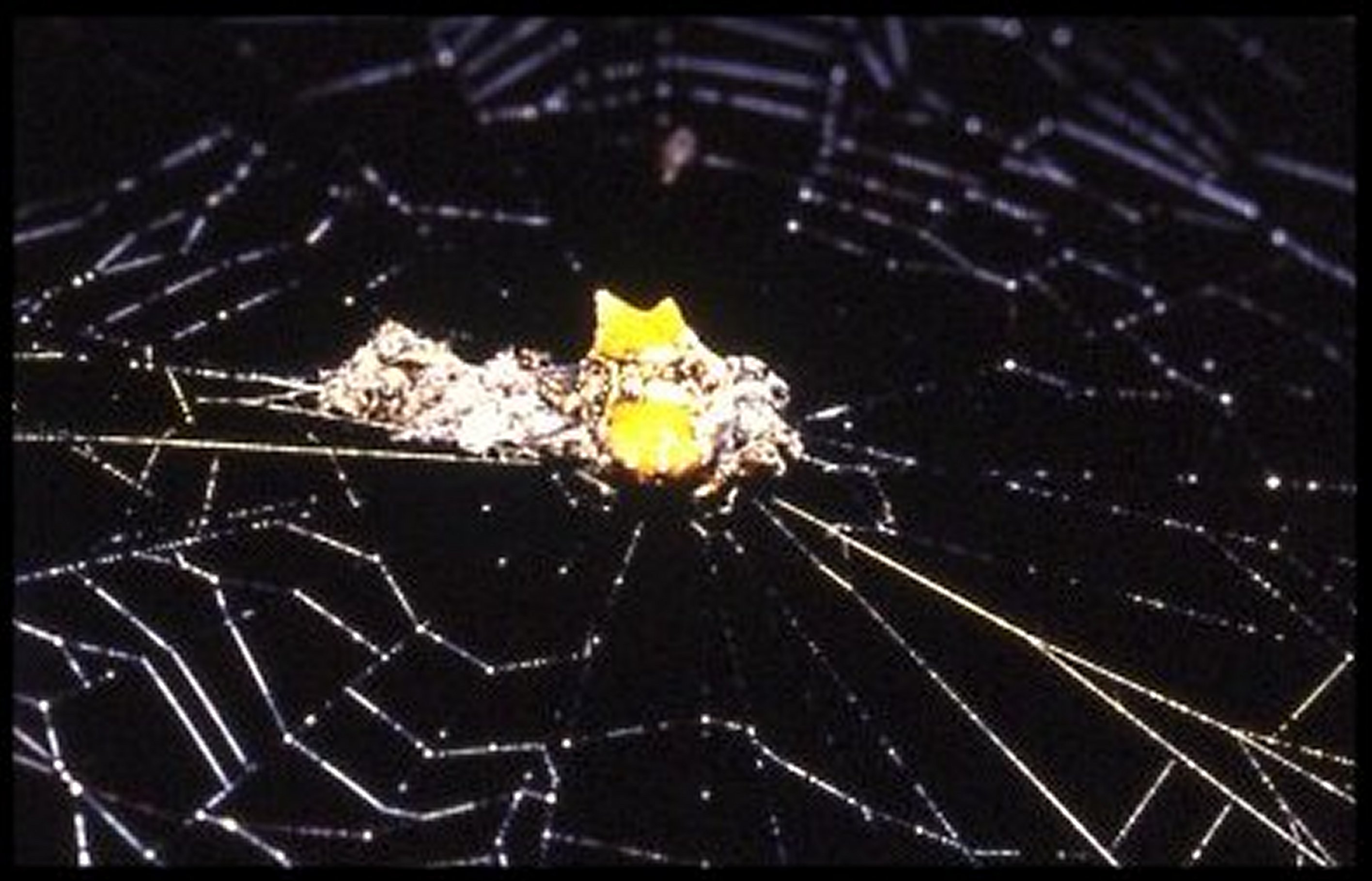 Thelacantha brevispina 2
