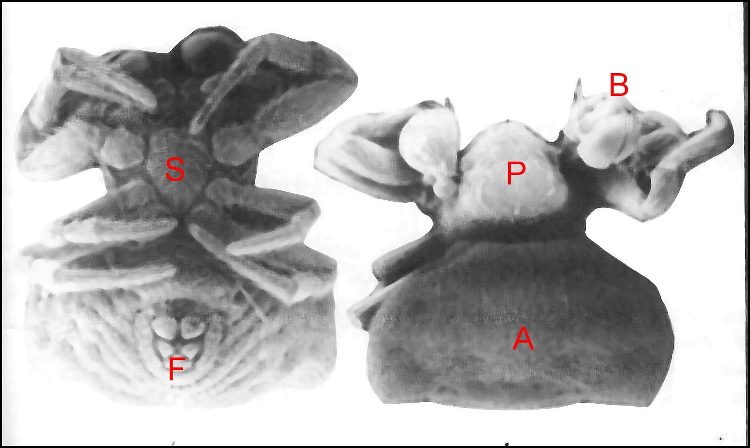 Thelacantha brevispina mâ