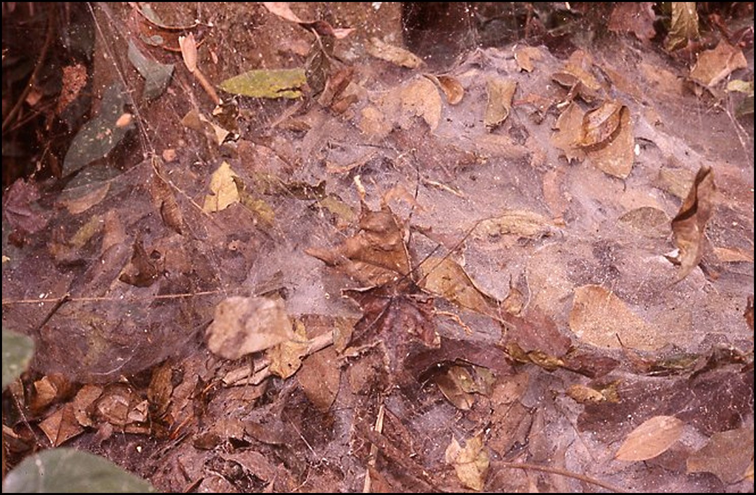 Toile d' Agelena consociata 2