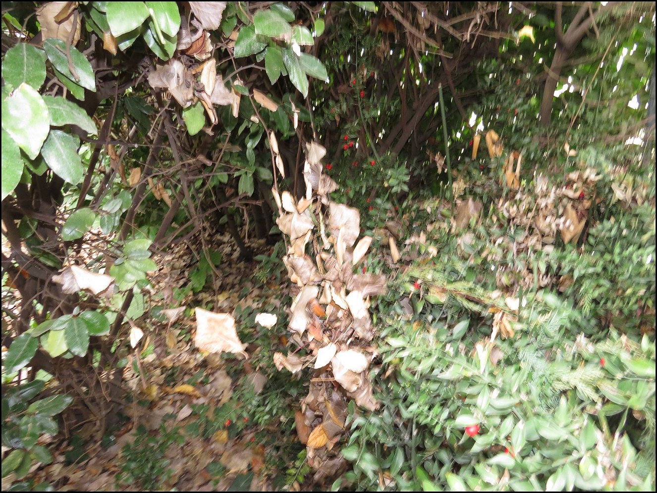 ToileCyrtophora DÃ©cembre