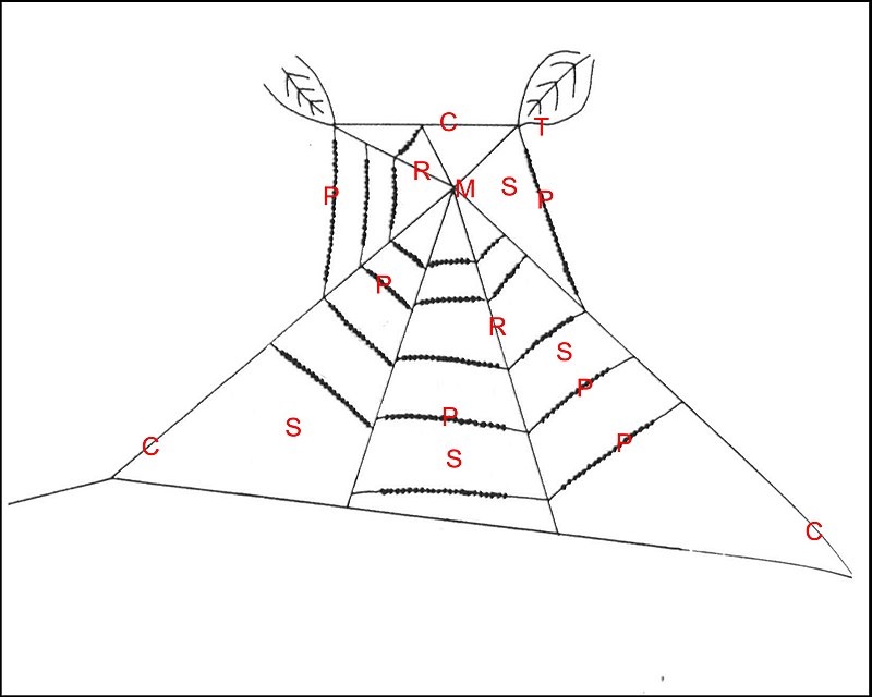 Toile Paraplectana