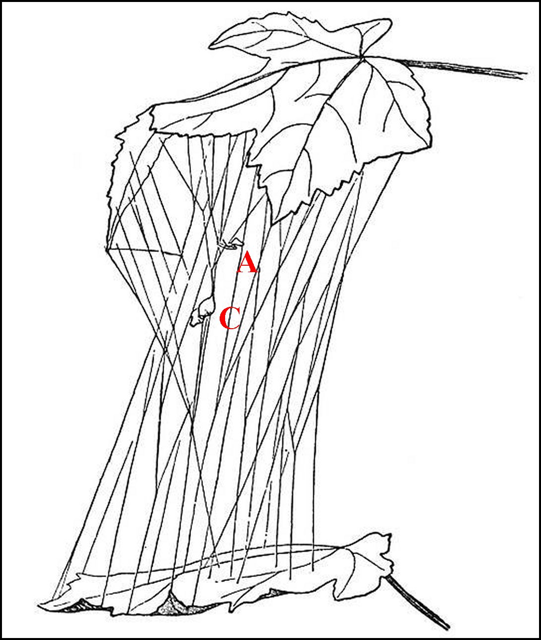 Toile Neospintharus trigonum