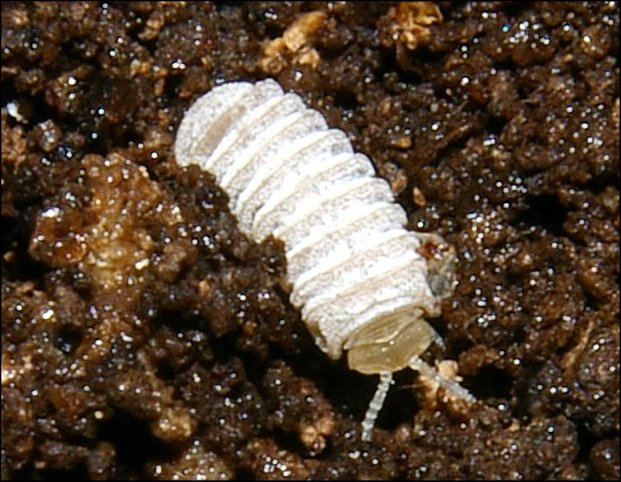 Trachysphaera 5
