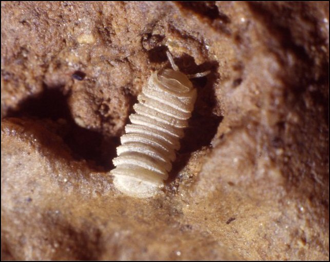 Trachysphaera 1