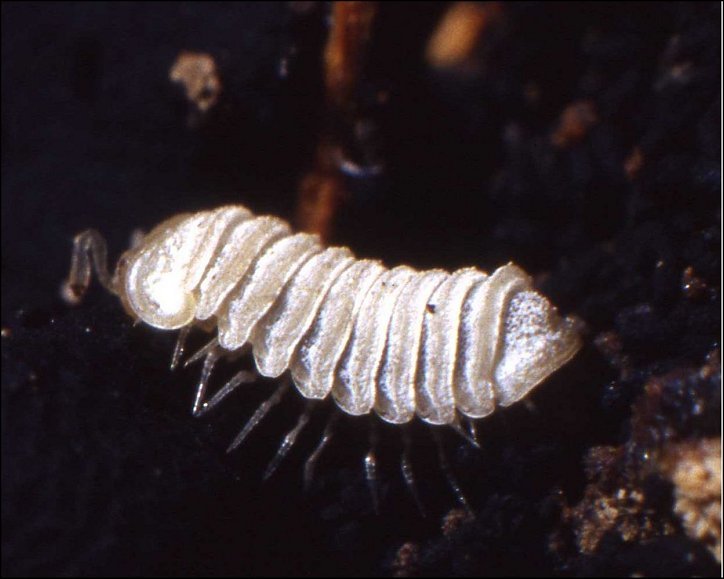 Trachysphaera 3