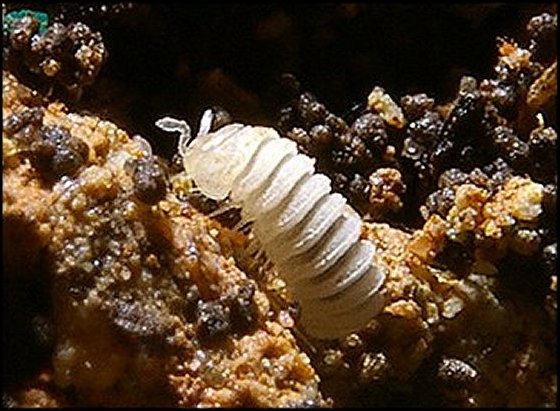 Trachysphaera 4