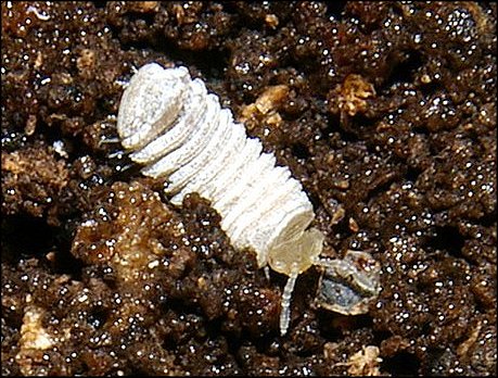 Trachysphaera 6