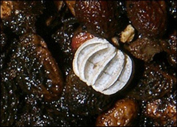Trachysphaera 7