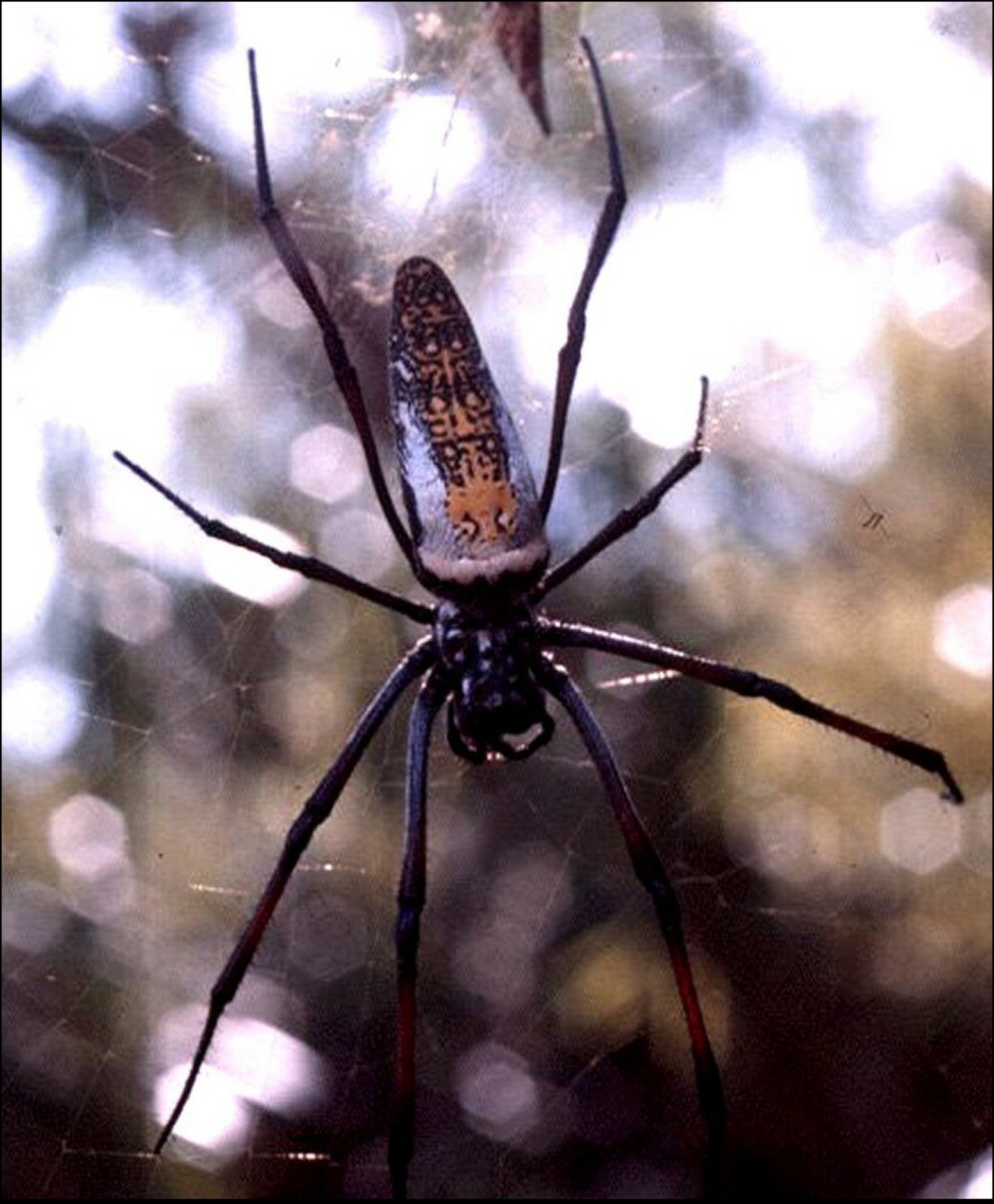 Trichonephila Kenya 1