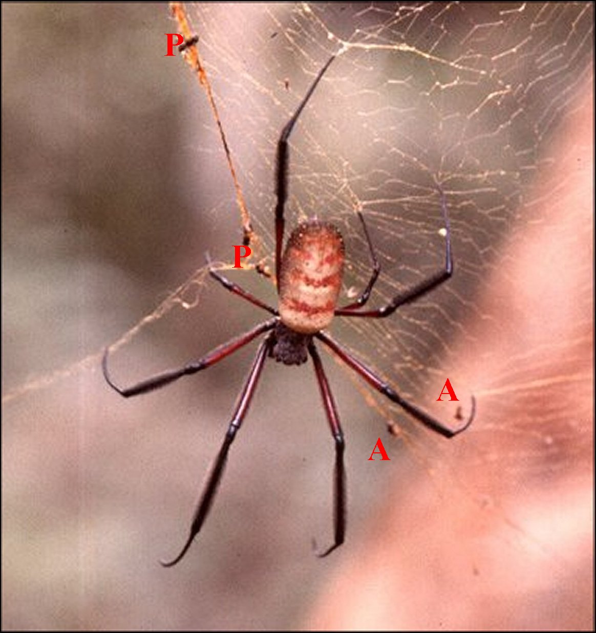 Trichonephila fenestrata venusta &