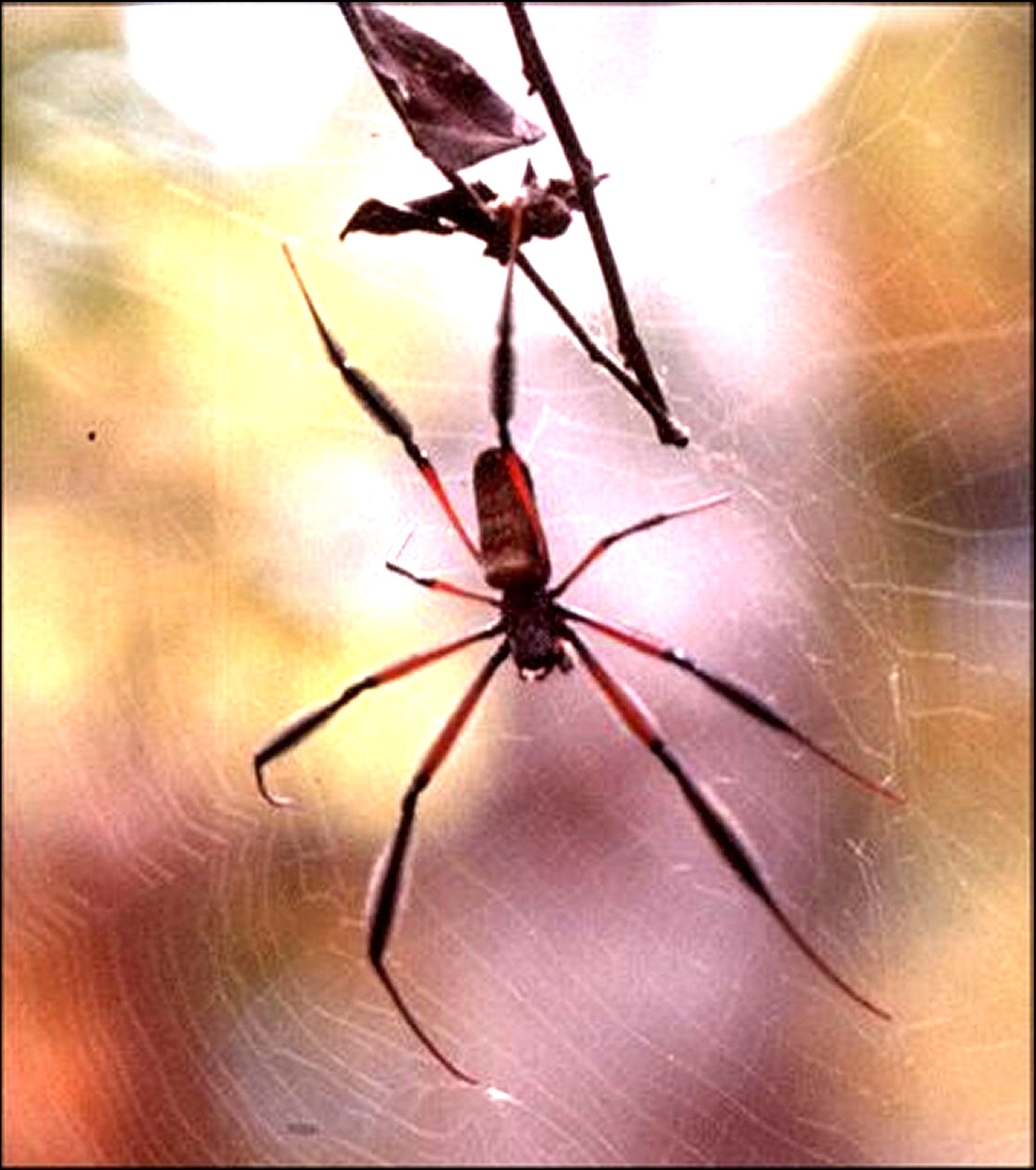 Trichonephila fenestrata venusta 2