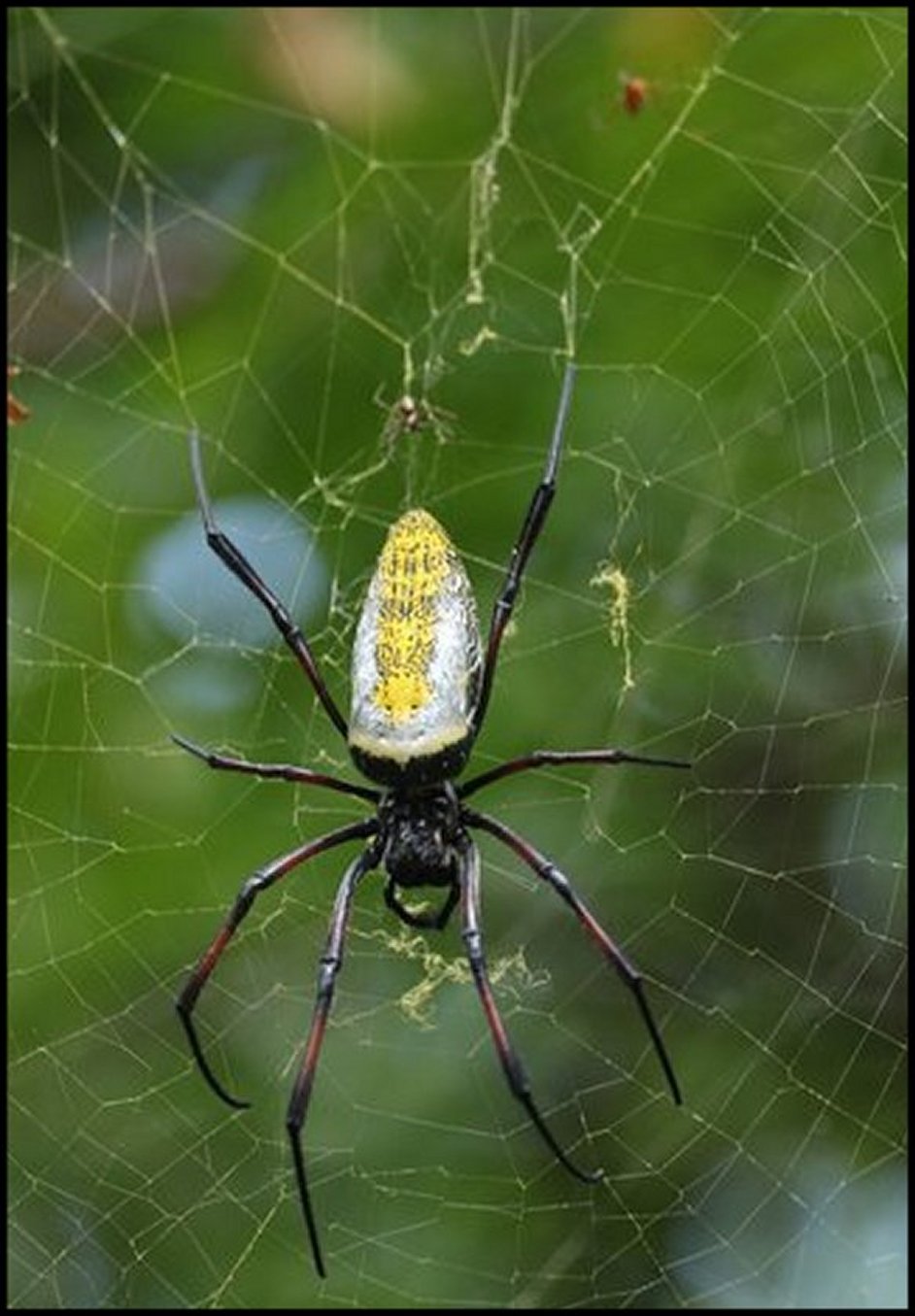 Trichonephila inaurata et Argyrodes