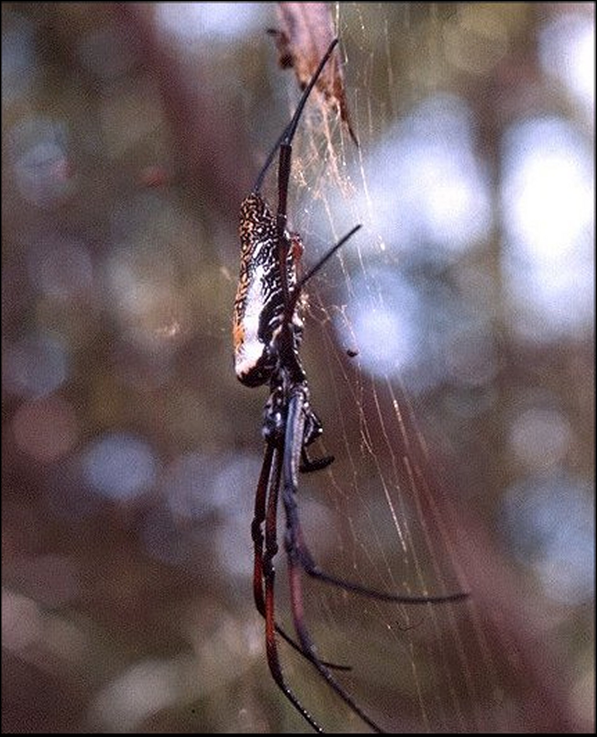 Trichonephila inaurata Kenya