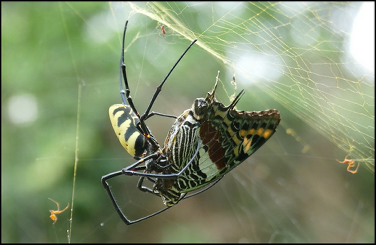 Trichonephila turneri