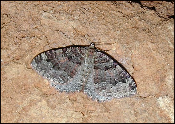 Triphosa 2