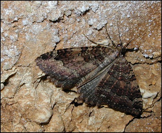 Triphosa 3