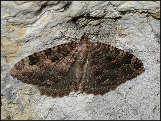 Triphosa 4