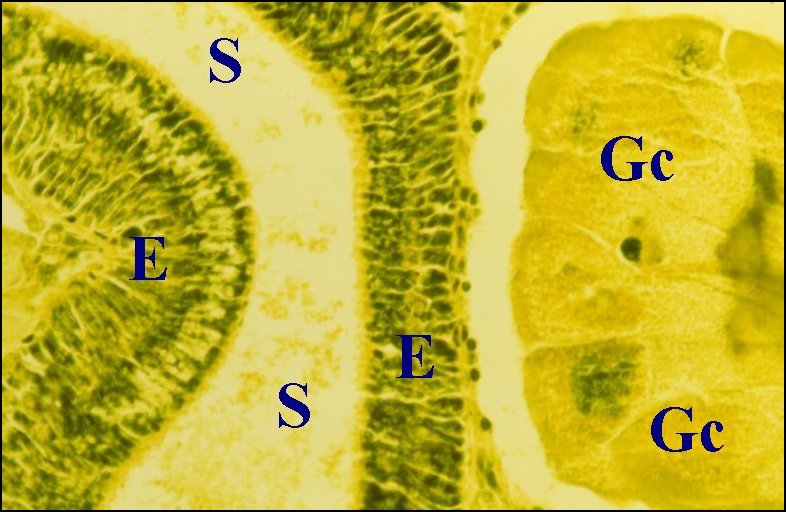 Tubuliformes 2