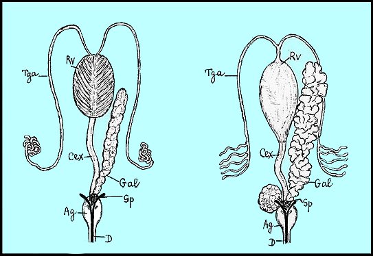 Types venimeux