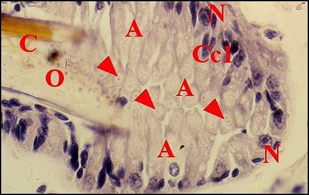 Uroctea organe pharyngien 1