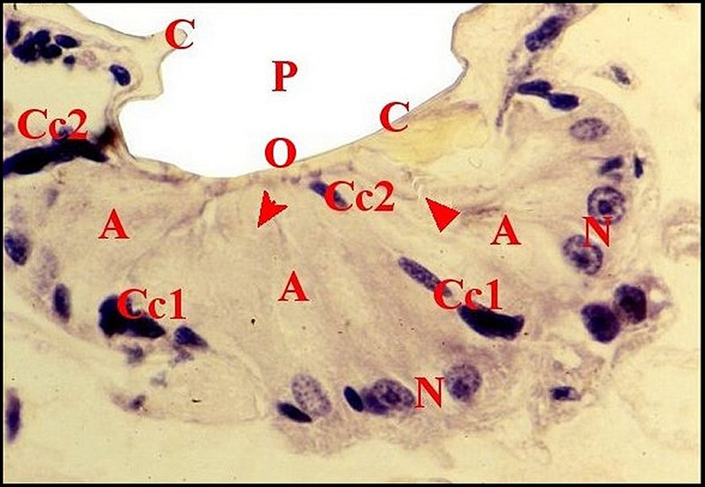 Uroctea organe pharyngien 2