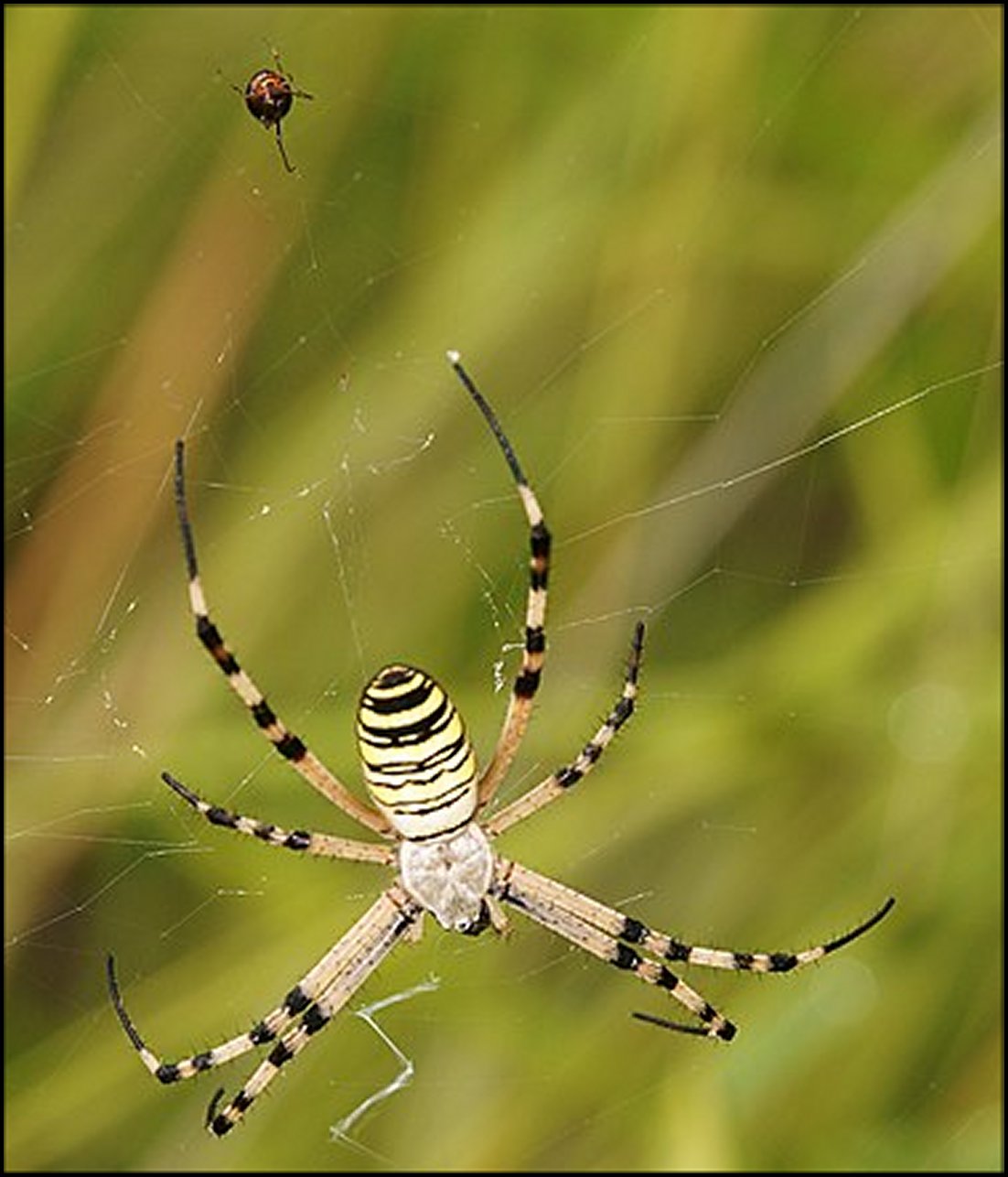 Bruennichi et Argyrodes Esp.