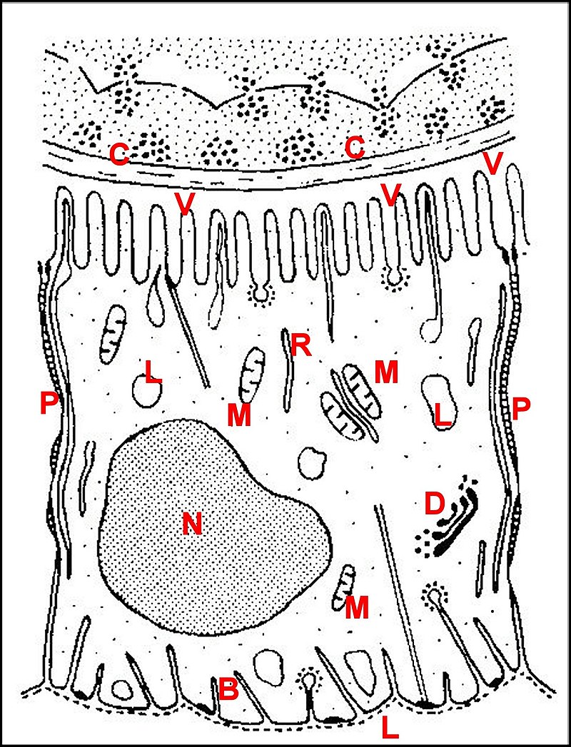 Fig.6 - Adénocyte classe 1