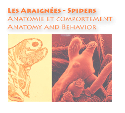 index-araignées-net