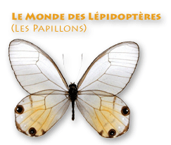 index-papillon