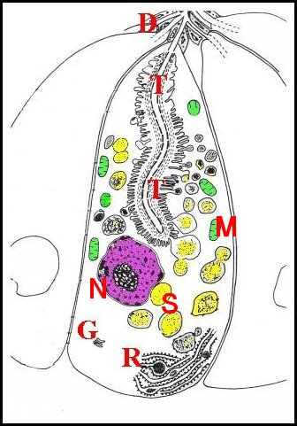 schema adenocyte 1